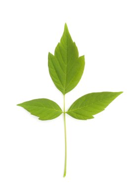 izole akçaağaç yaprağı