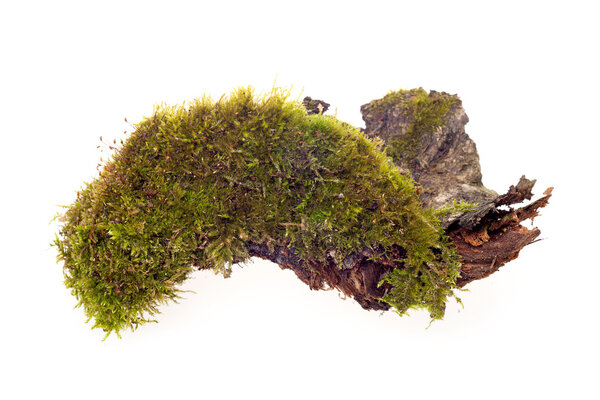 forest moss isolated