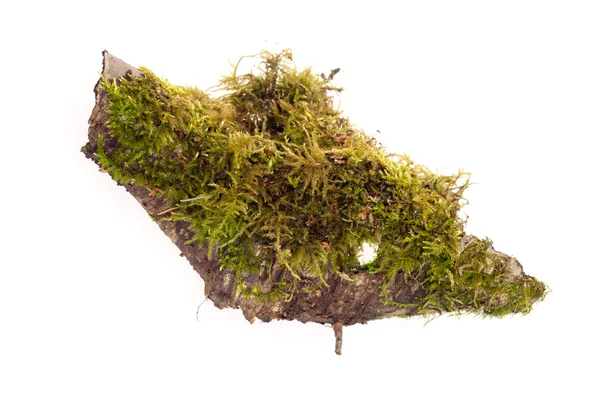 Forest moss isolated — Stock Photo, Image