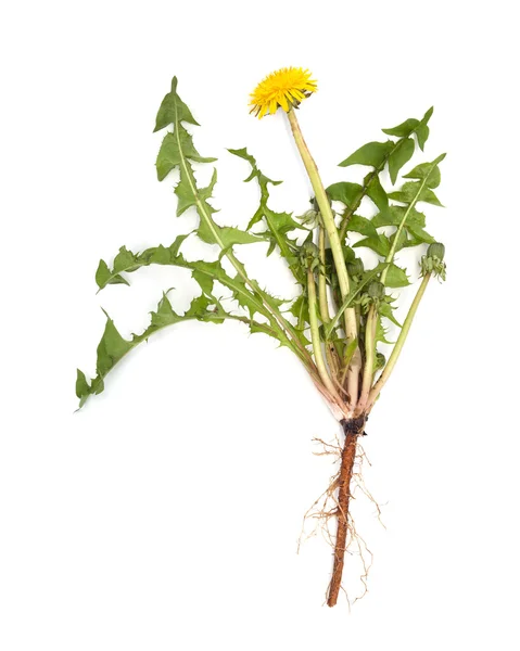 Dandelion root is isolated — Stock Photo, Image