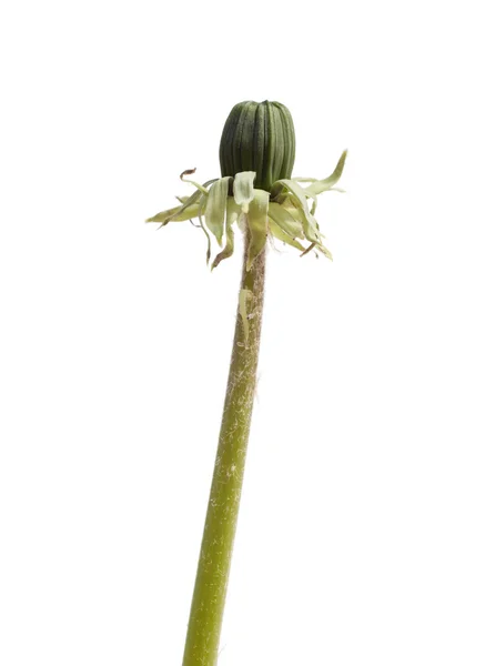 Bud of dandelion isolated — Stock Photo, Image