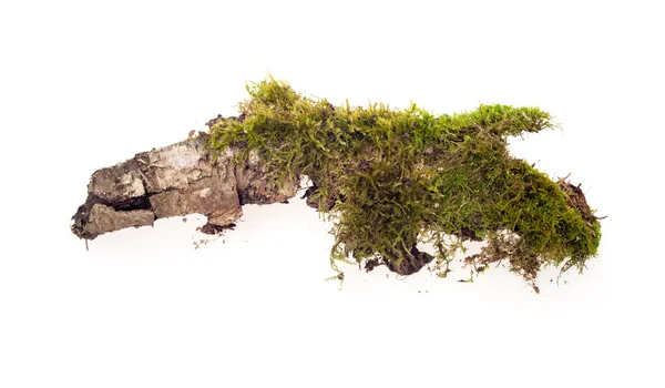 Forest moss isolated — Stock Photo, Image