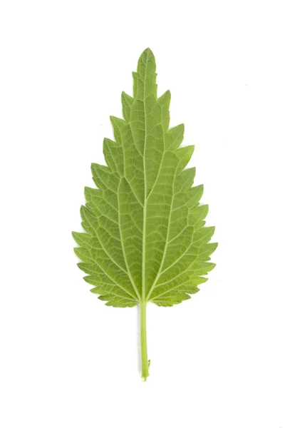 Лист молодої зеленої кропиви ізольований — стокове фото
