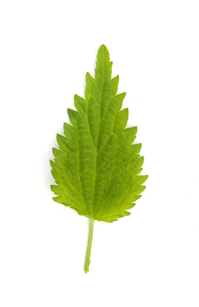 Hoja de ortiga verde joven aislada — Foto de Stock