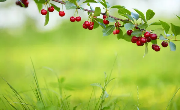 Cereza en el árbol — Foto de Stock