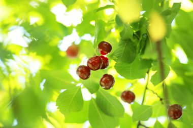 Kırmızı ve tatlı kiraz dal