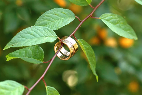 在杏树上的结婚戒指 — 图库照片