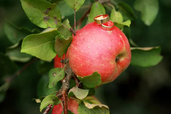 Wedding rings on the apple — Stock Photo, Image