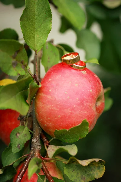 Wedding rings on the apple — Stock Photo, Image