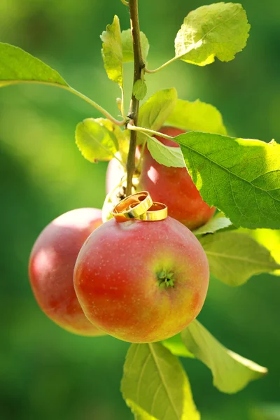 Wedding rings on the apple — Stock Photo, Image