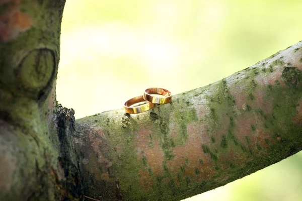 Anelli nuziali sul brunch dell'albero — Foto Stock