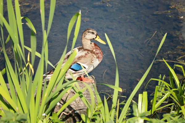 Pato salvaje cerca del agua — Foto de Stock