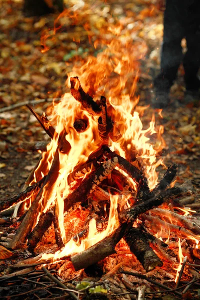 Fire in the autumn forest — Stock Photo, Image