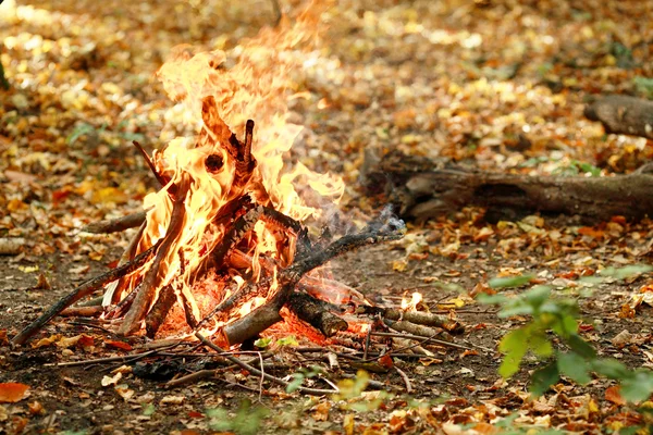 秋天的森林火灾 — 图库照片