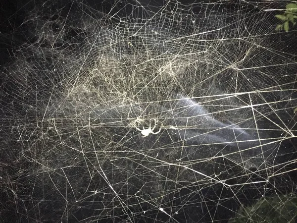 Silhouette Spyder Web Spyder Dans Lumière Nuit Avec Fumée — Photo