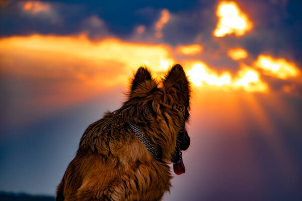 The dog looks up to the sky.