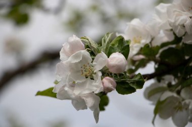 Baharda çiçek açan elma tomurcuğu