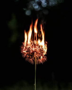Karanlık bir arka planda yanan karahindiba