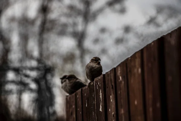 Vrabec Hledící Kameru Sedící Plotě — Stock fotografie