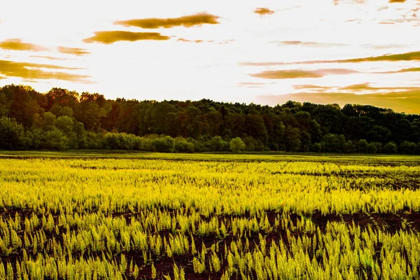 Yaprak döken orman manzarası fotoğrafçılığı