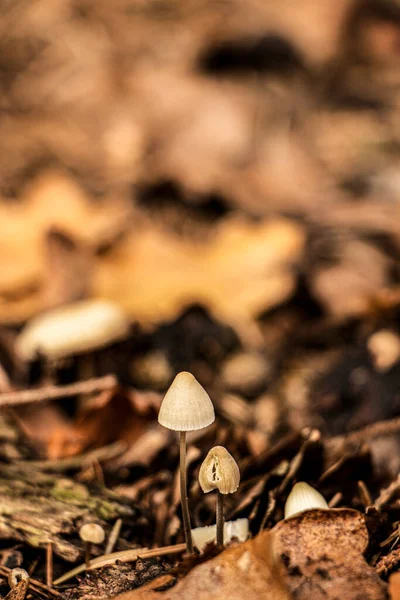 Mushrooms on the background of foliage