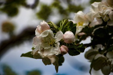 Çiçek açan bir elma ağacı tomurcuğu.