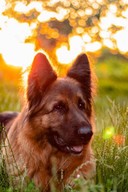 Güneşin altında güzel bir köpek