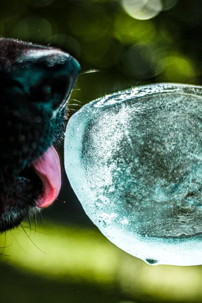 Köpek buzu yalıyor.
