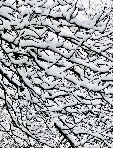 Karlı bir ağacın dalları