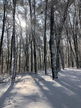 Ormanda kış güneşli bir gün.