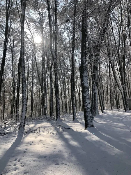 Ormanda kış güneşli bir gün.
