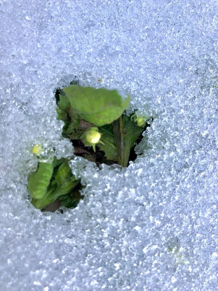 İlk çiçekler kardan koparıldı..