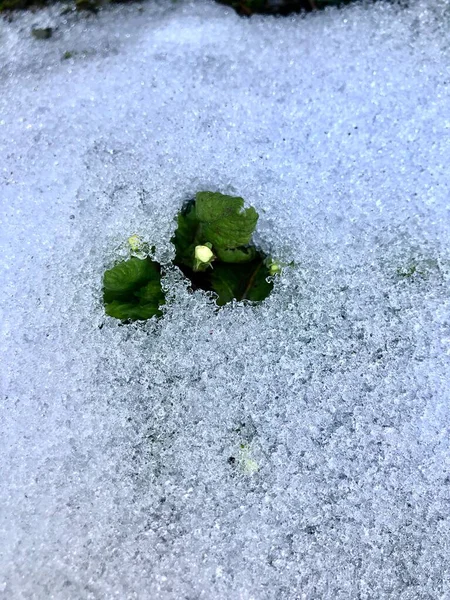 İlk çiçekler kardan koparıldı..