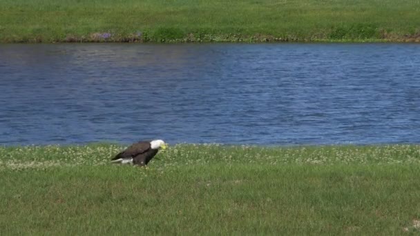 Bald Eagle på marken äta färsk fisk blir attackerad av svart fågel, 4k — Stockvideo