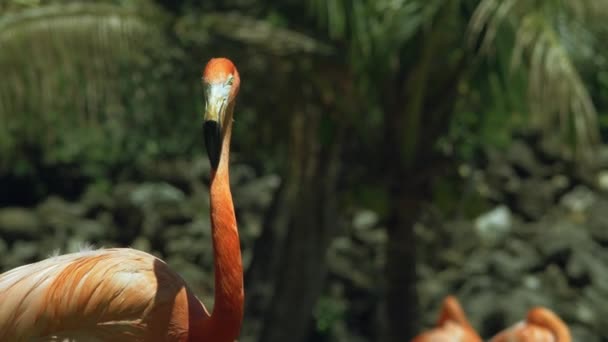 Flamingo καταβρέχει το νερό όταν αυτό κλονίζει το κεφάλι της, 4k — Αρχείο Βίντεο