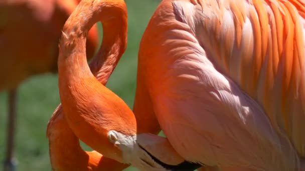 Närbild av Flamingo rengöring fjädrar, 4k — Stockvideo