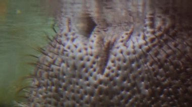 Burun batış ve su altında yürüyüş hippo closeup