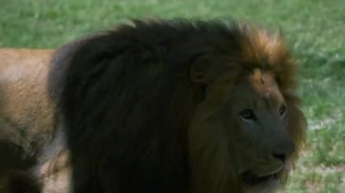 Büyük yele ileri geri Volta ile yetişkin erkek aslan