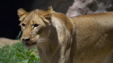 Aslan et attı örnek alıyor