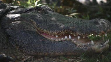 Yetişkin erkek timsah göz ve ağız açma