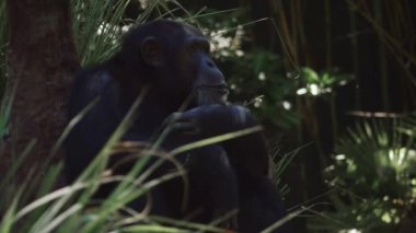 Şempanze kalkar ve diğerleri ile yürüyor