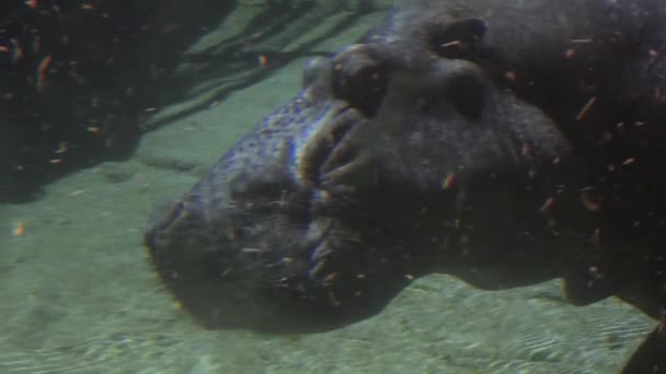 Perfil de hipopótamo levantando la cabeza para respirar — Vídeo de stock
