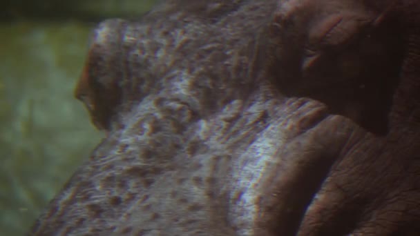 Closeup των Hippo αυξάνοντας τα ρουθούνια πάνω από την επιφάνεια, 4k — Αρχείο Βίντεο