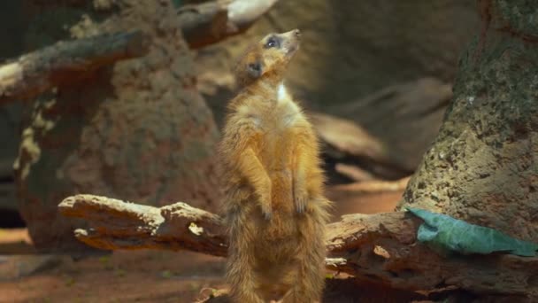 Meerkat from head to toe before he sits into frame — Stock Video