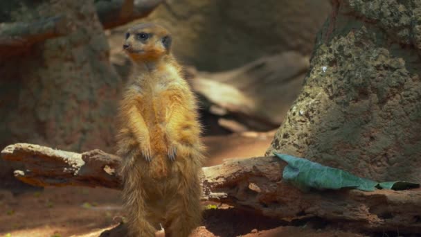 Meerkat regardant autour avant de fouetter la tête pour regarder derrière 