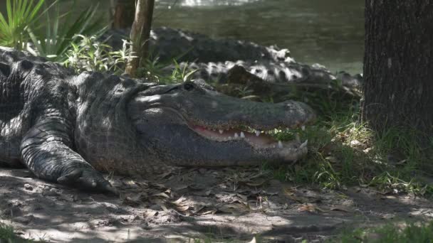 Several Alligators on the Edge of Water — Stock Video