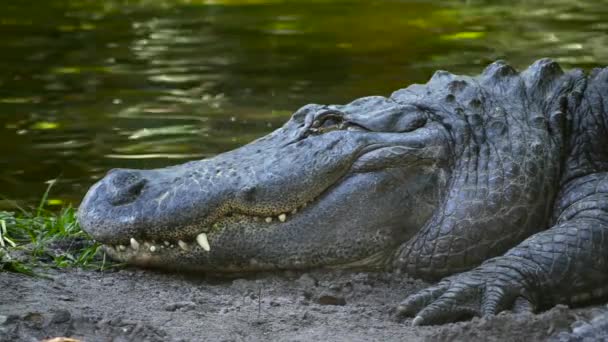 Alligator closes his eyes while resting on bank — Stock Video