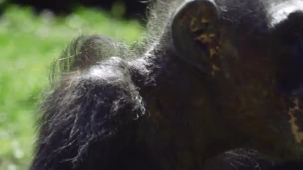 Шимпанзе смотрит через кадр, прежде чем уйти, 4K — стоковое видео