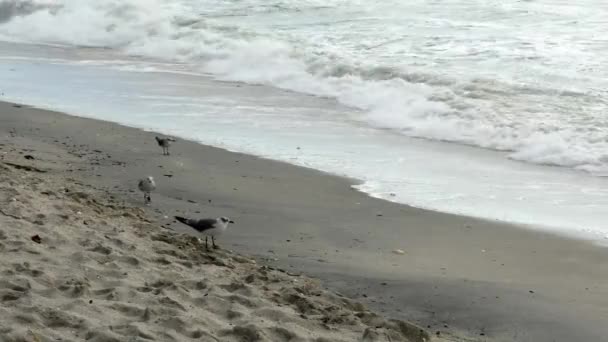 Seagulls and sandpipers dodge waves — Stock Video