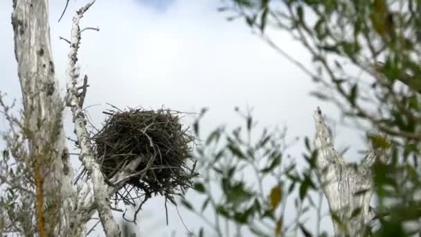 Osprey nest in dead tree blows in wind — Stock Video